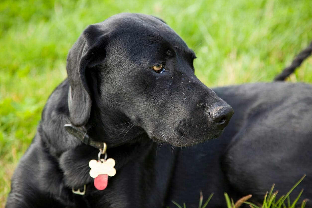 5 Best Personalized Dog Tags For Your Dog!