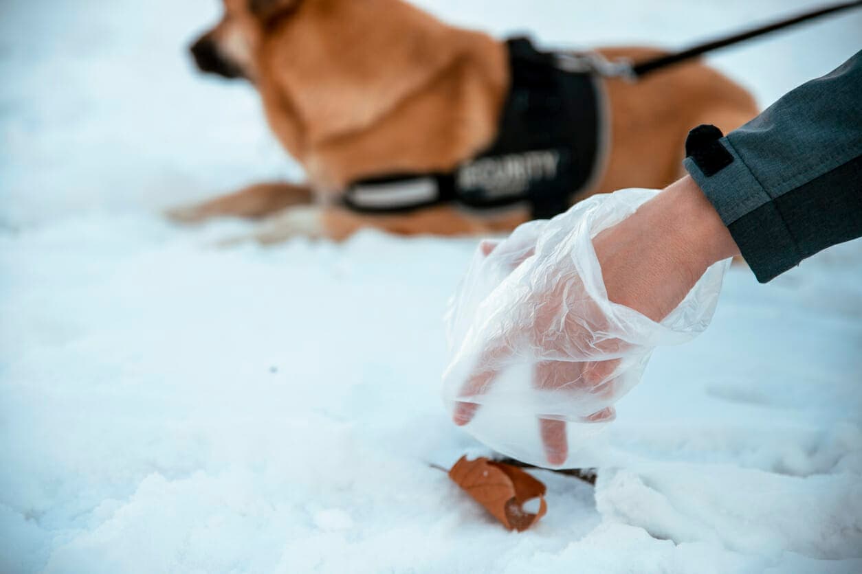 5 Best Poop Gloves for Dogs (Messy Hands No More)