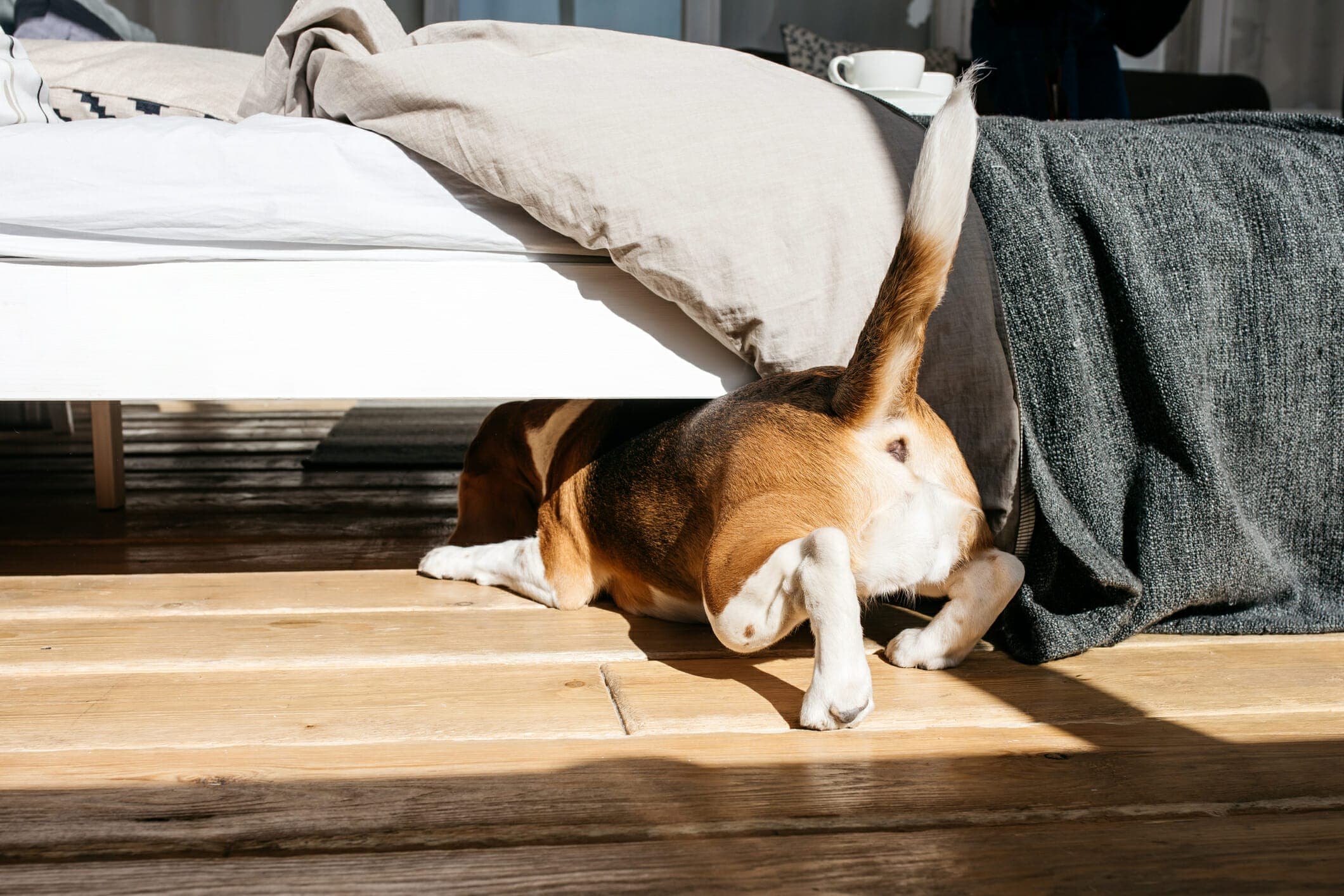 6 Diy Under Bed Blockers For Dogs: Keep Your Dog From Under The Bed!