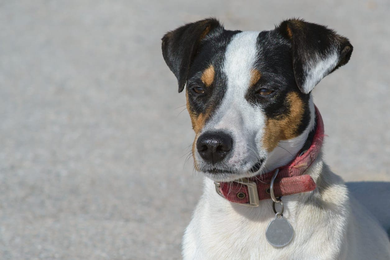 Dog ID Tags – A Quick Guide to the Why, the What, the Which