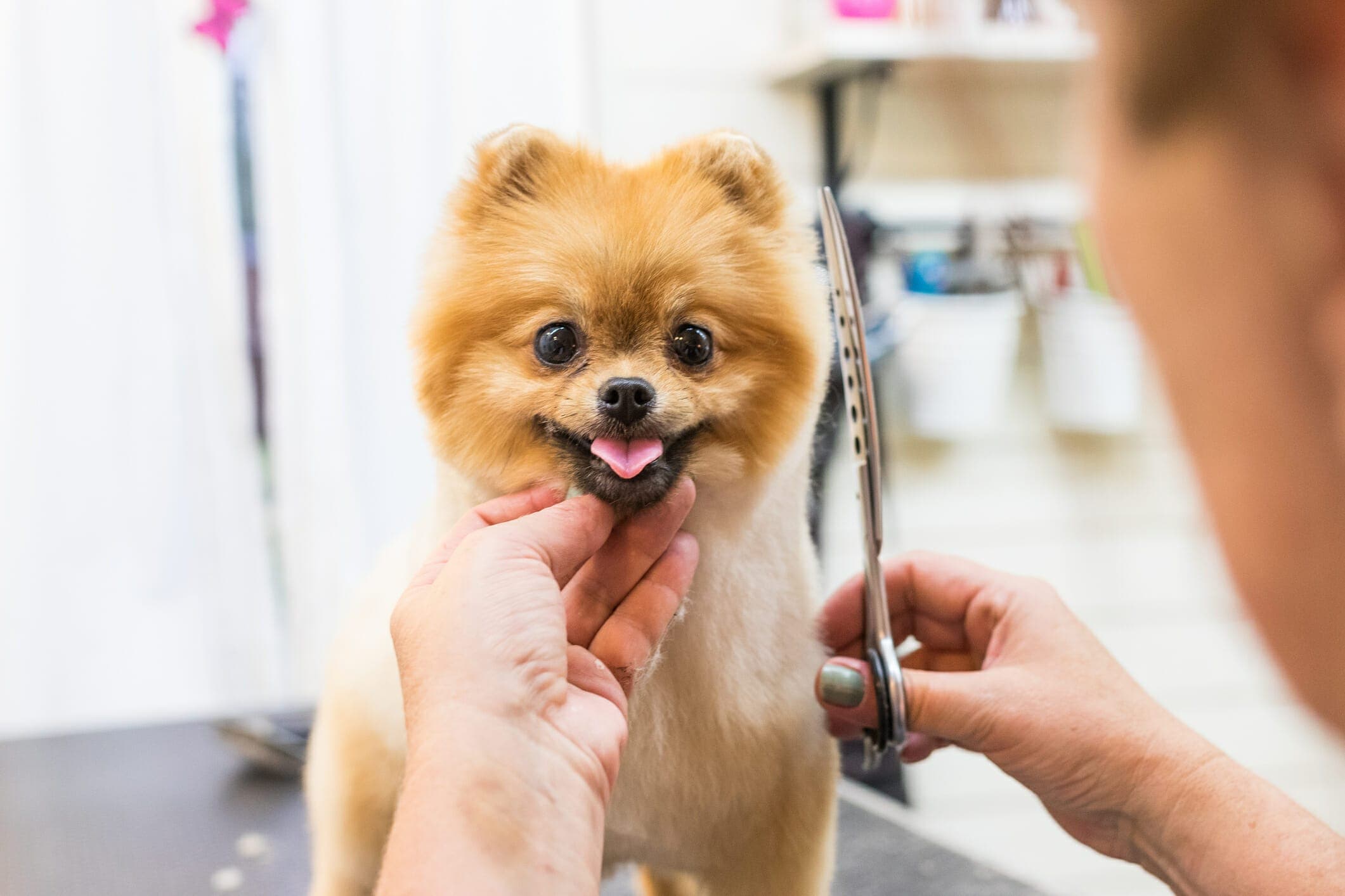 Dog Scooting After Grooming: 5 Reasons Why