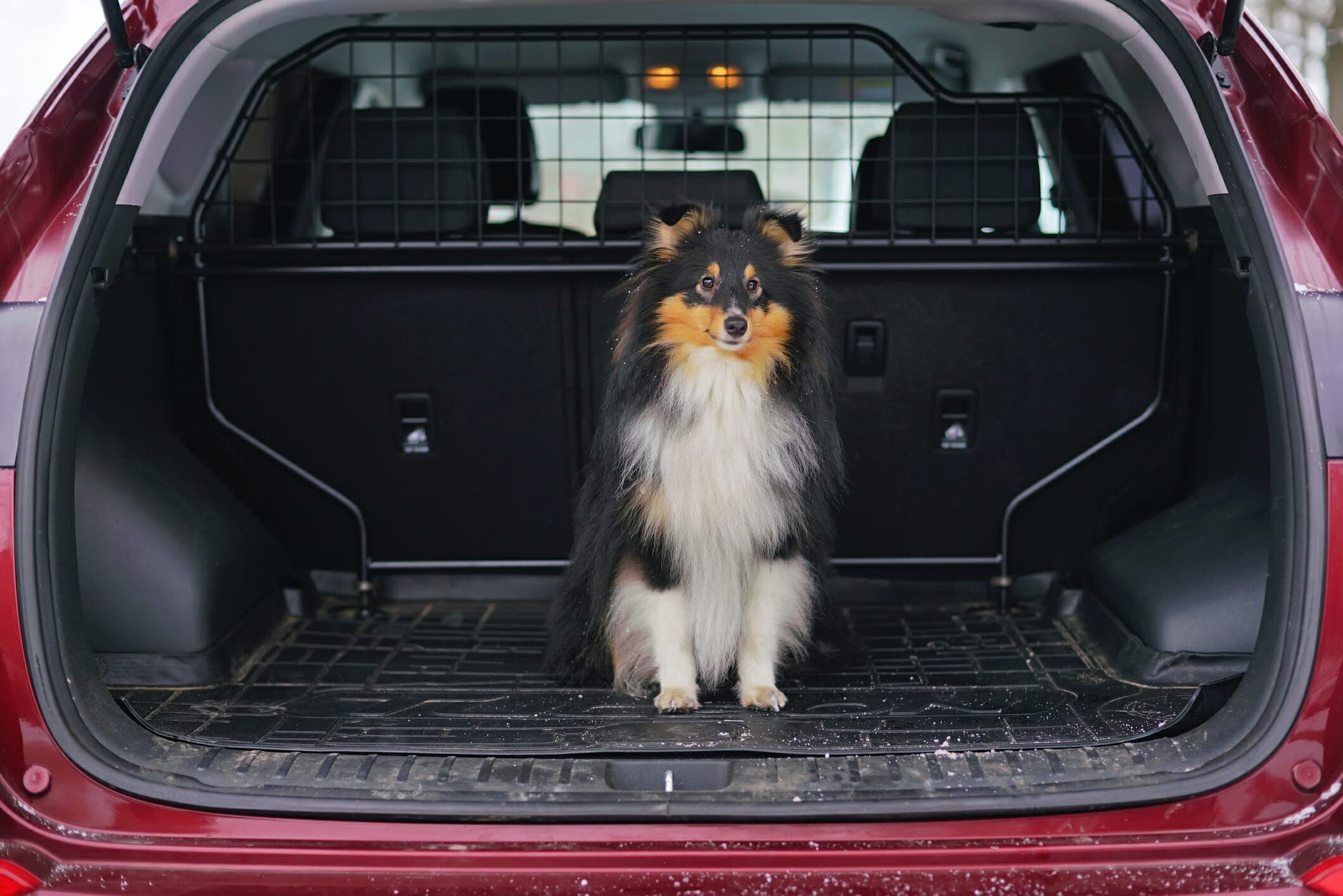 Best Cargo Liner For Dogs (5 Best options in 2025)