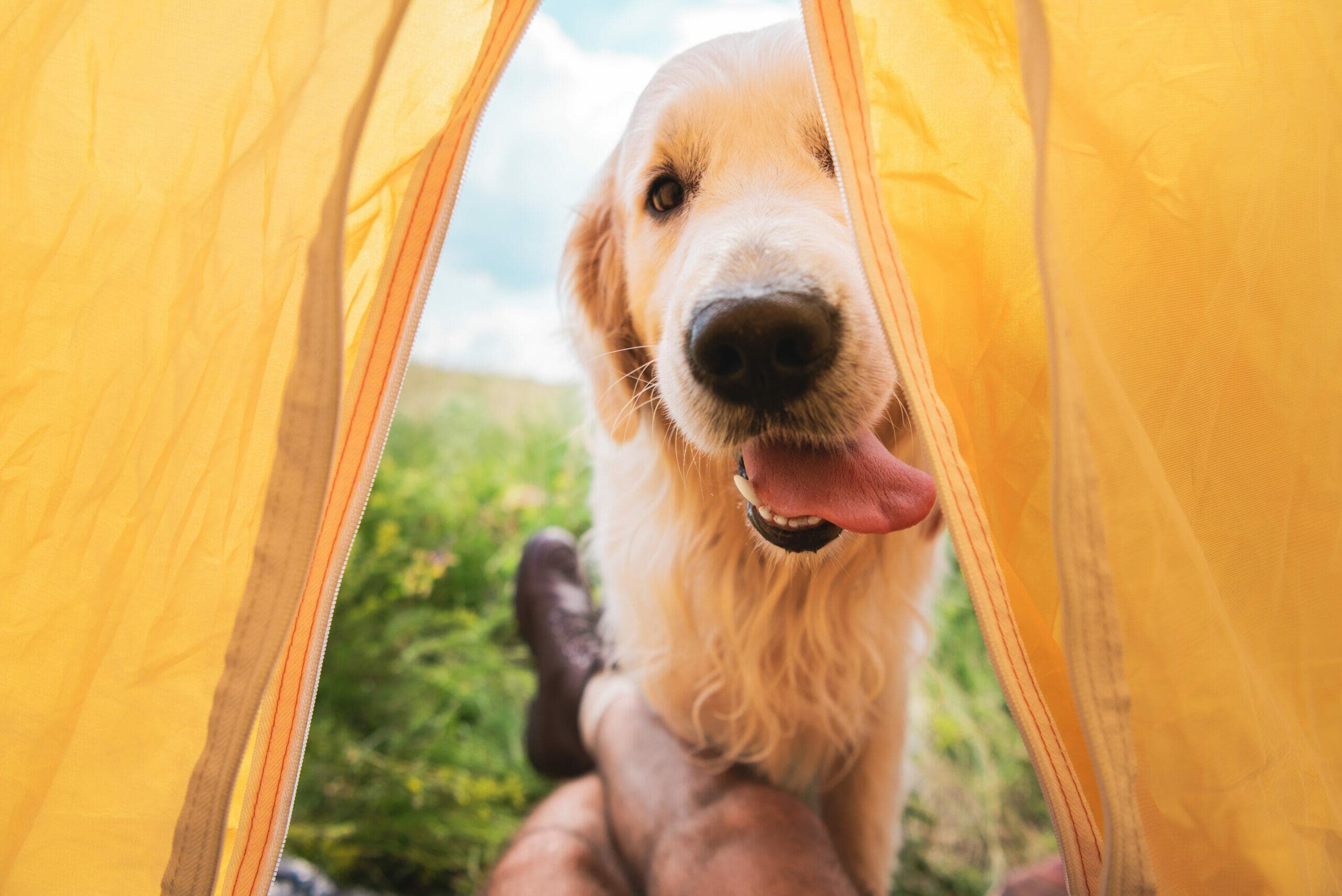 5 Best dog sleeping bags for backpacking – 2025 Guide!