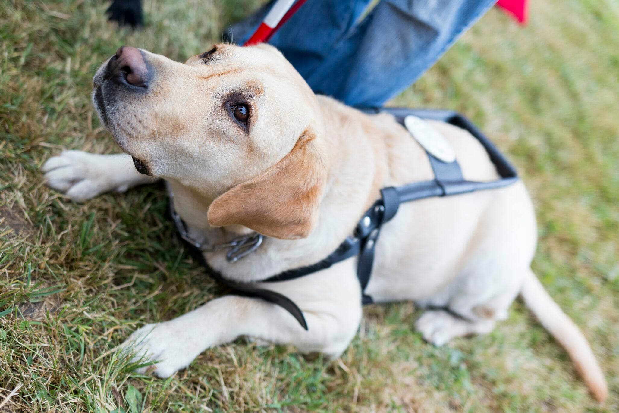 Best Hip Brace For Dogs With Hip Dysplasia: 5 Best Options In 2025