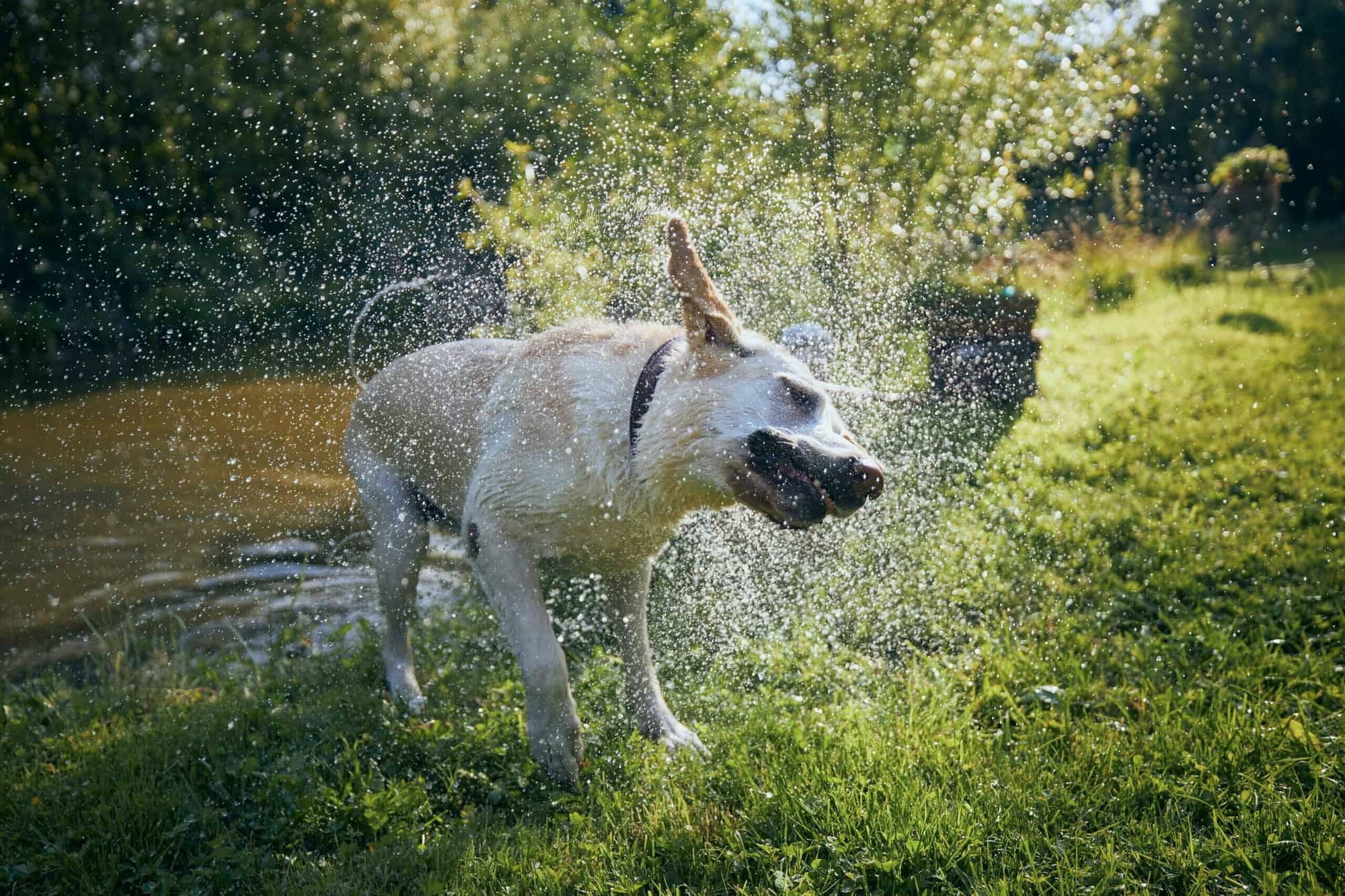 5 Best Sprinklers For Dogs In 2025! (Pros and Cons)