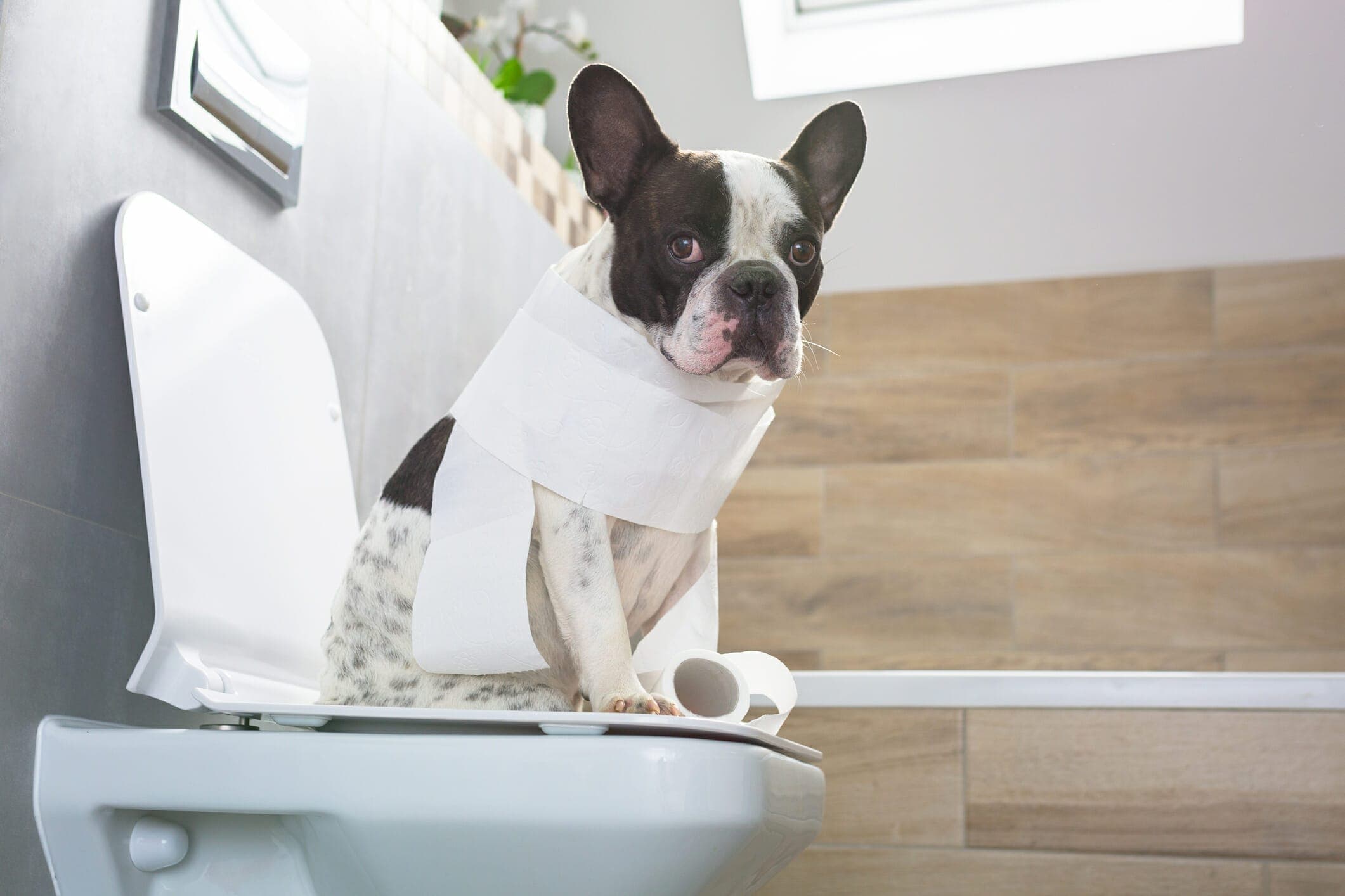 Can You Flush Dog Poop Down The Toilet? (Answered By Experts)