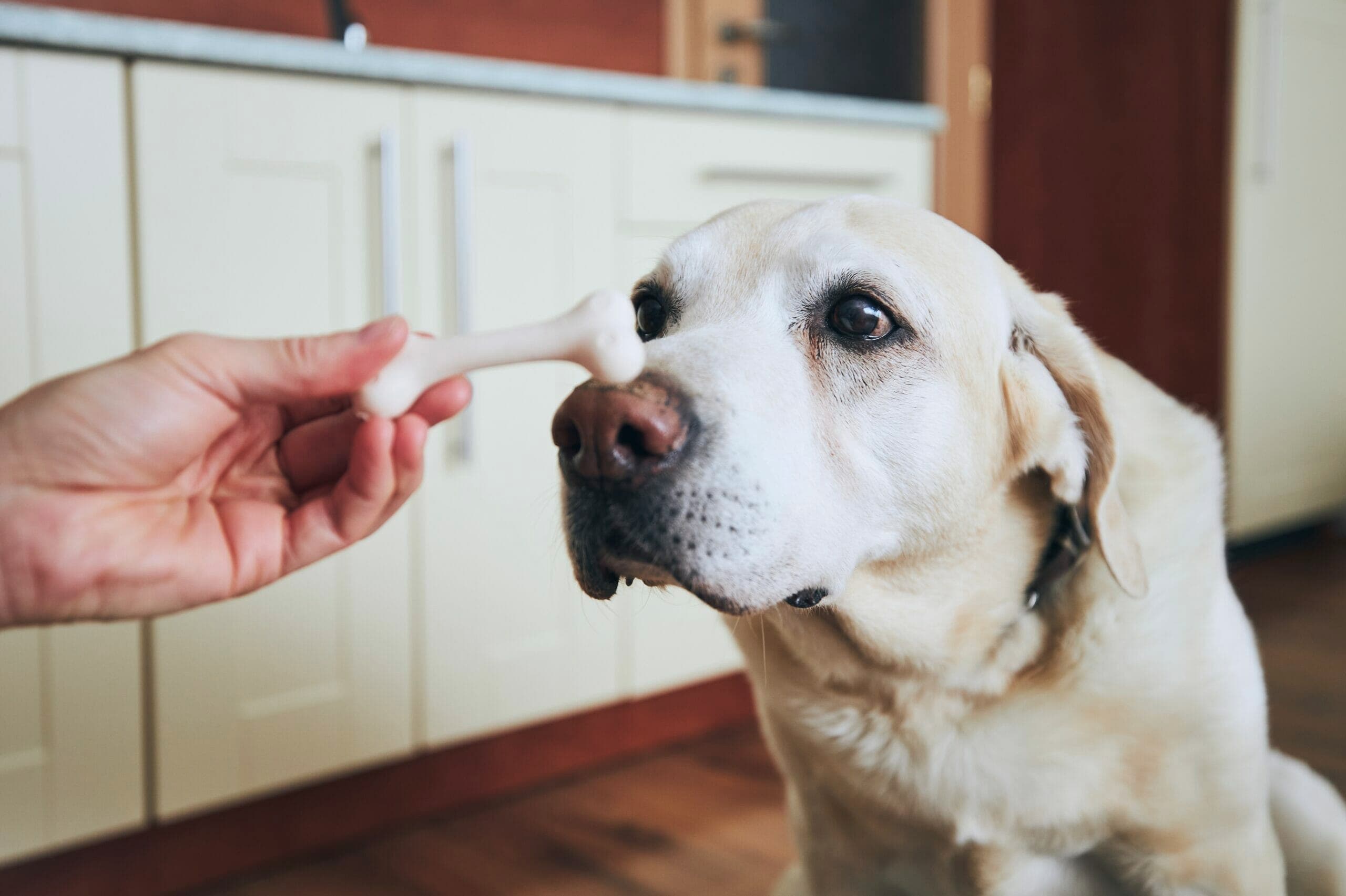 Does Raw Meat Make Dogs Aggressive? (Explained)
