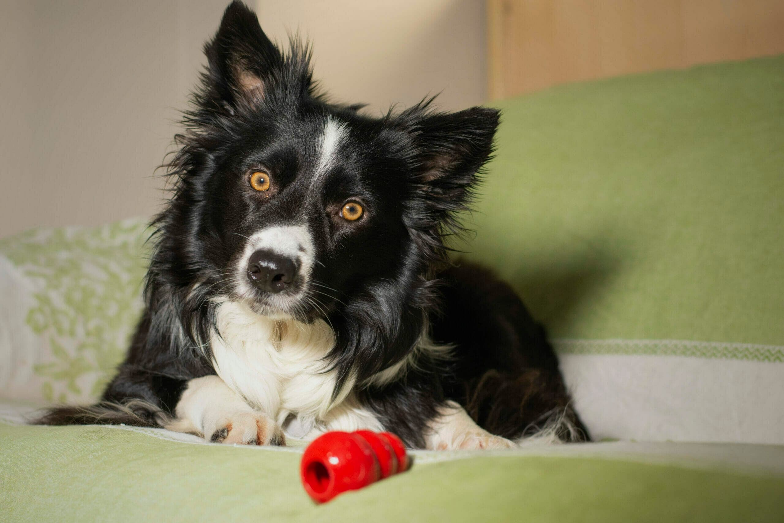 How do dogs get food out of Kong? (5 Methods)