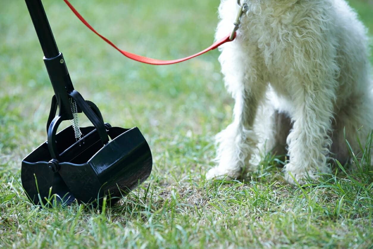 How To Get Rid Of Dog Poop In Yard: The Complete Guide