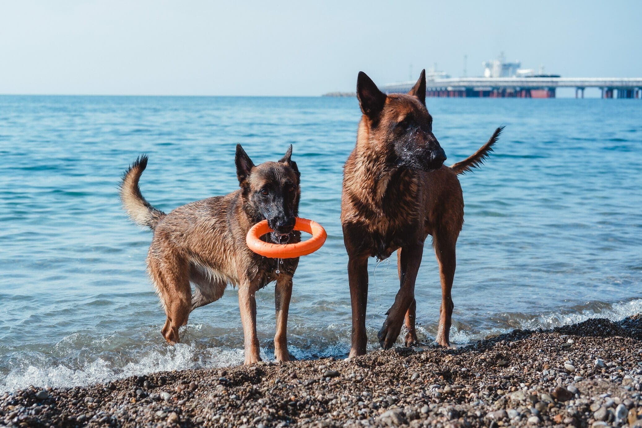 5 Best Interactive Water Toys For Dogs (Pros And Cons)