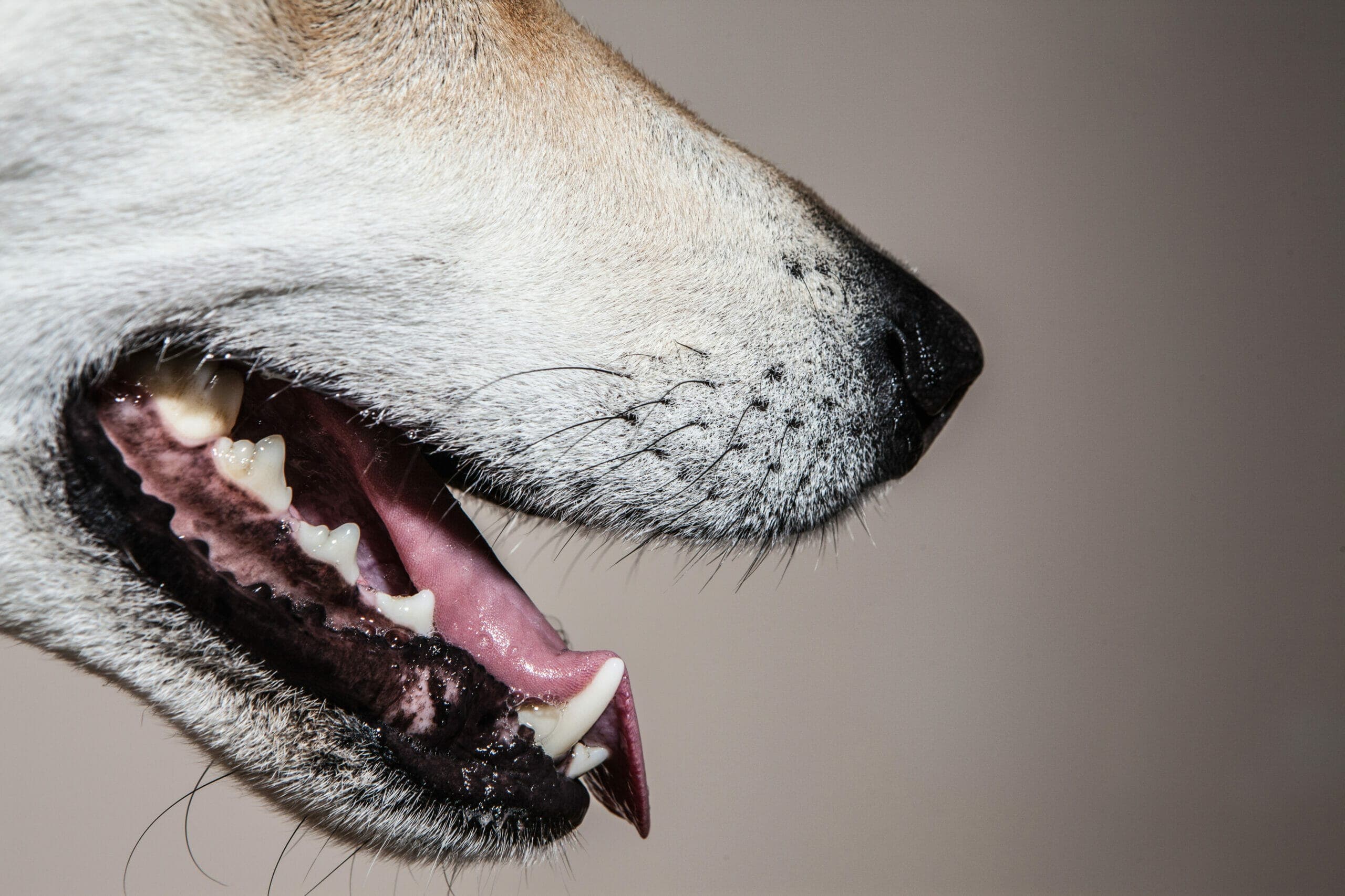 What happens if you cut a dog’s whiskers?