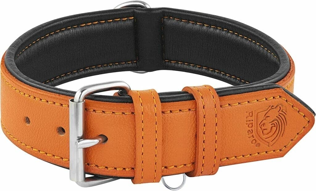 Red / orange collar