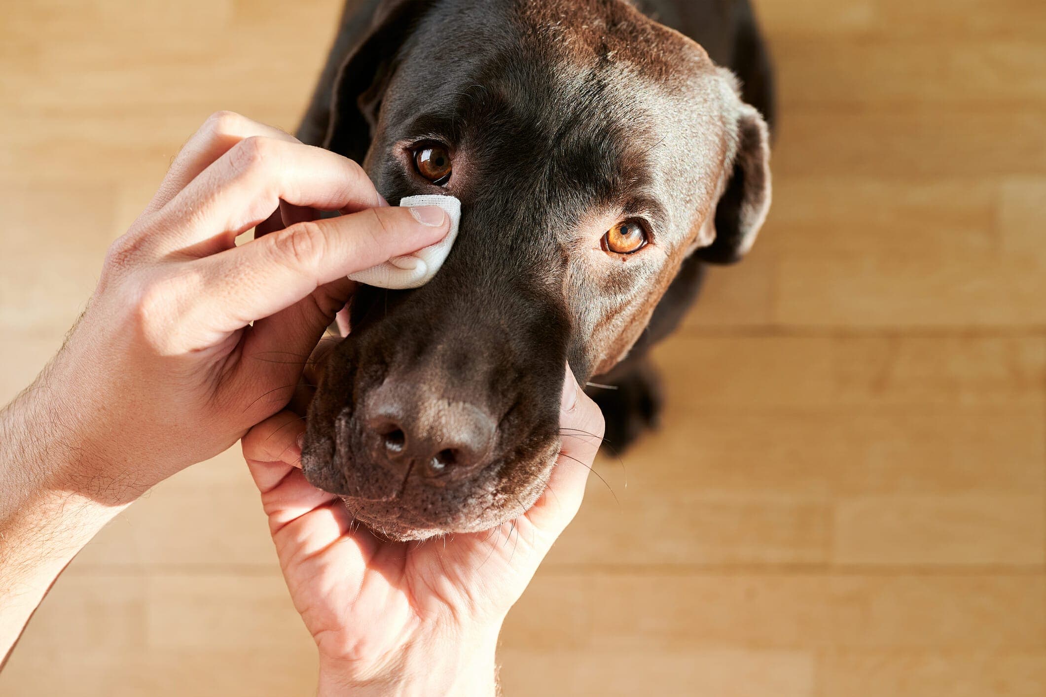 Best Eye Wipes For Dogs: Keep Your Dog’s Eyes Healthy!