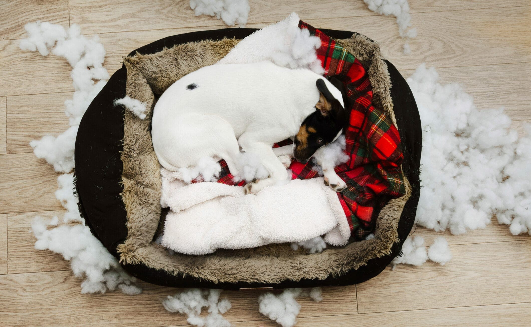 Chew proof dog bed cover: 5 best chew-resistant bed covers