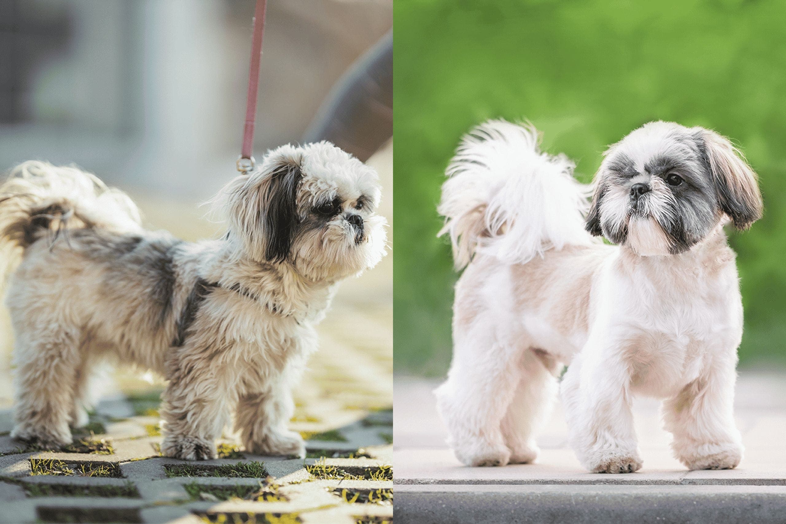 Shih Tzu Teddy Bear cut vs Puppy Cut: Which one is better?