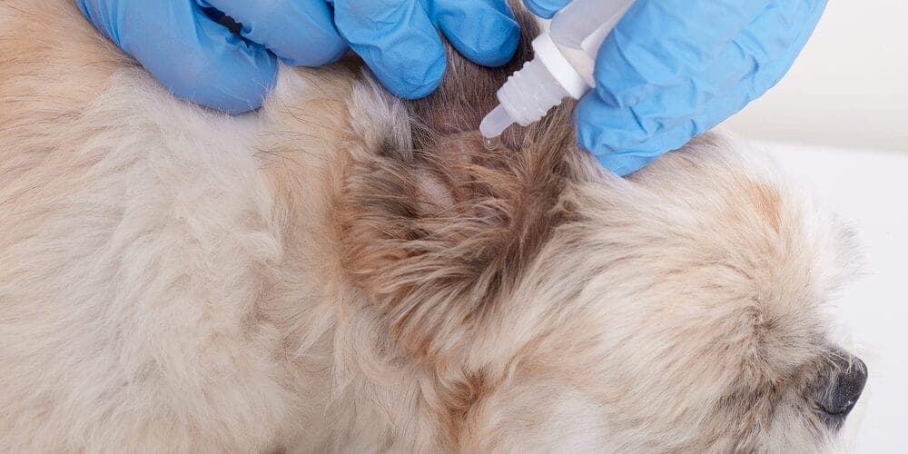 Step 4: Apply the ear-cleaning solution