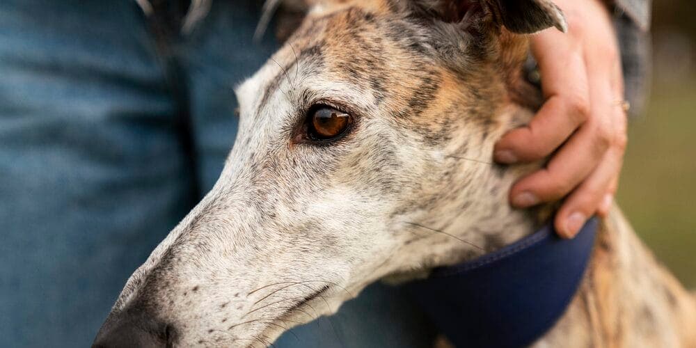 Step 7: Use the Q-tips