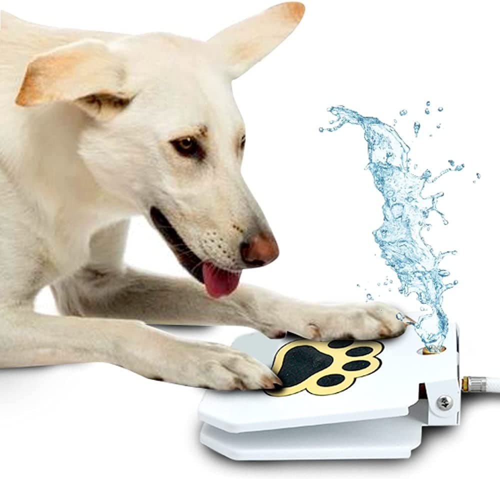 Dog Outdoor Dog Drinking Water Fountain