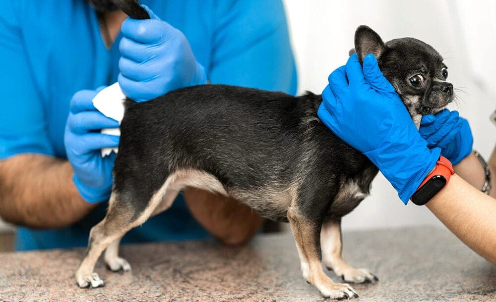 Why do groomers express glands externally?