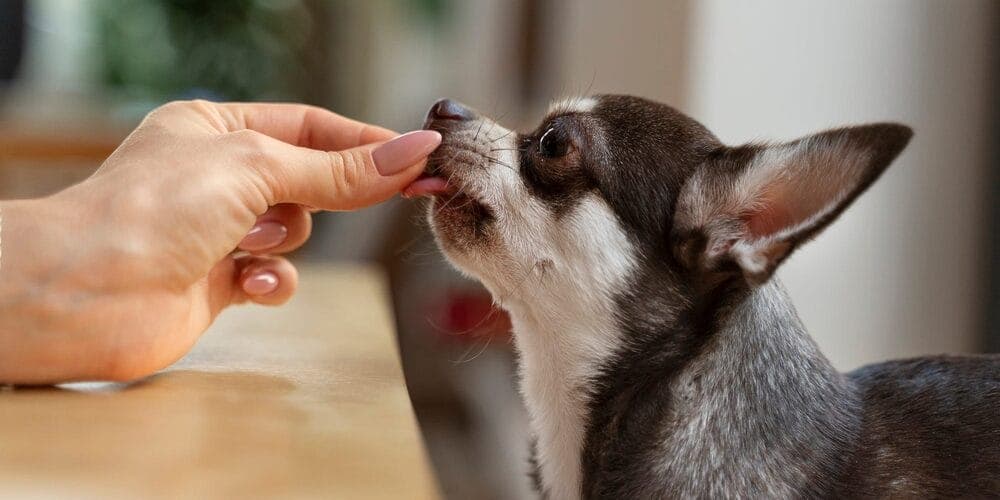 Step 3: Include treats