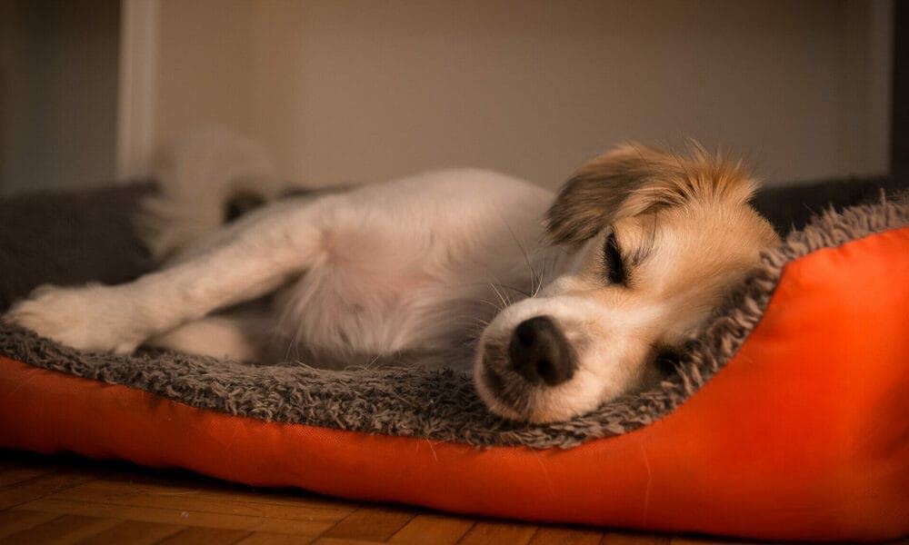 Is it possible for the anal gland to rupture?