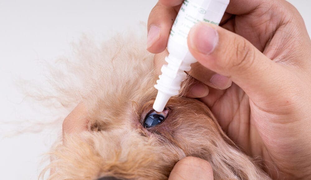 Lanosterol Treatment