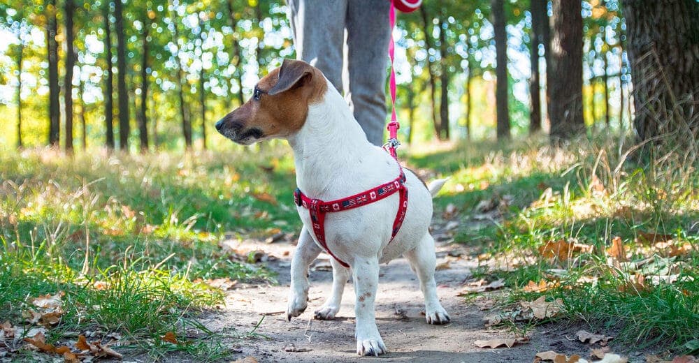 Consitent and firm Texture