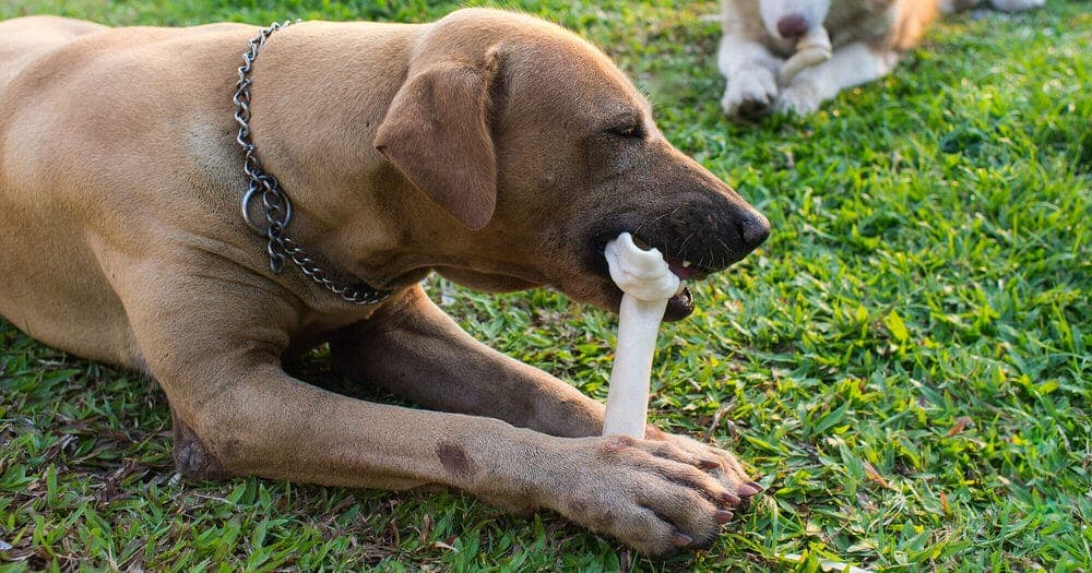 Excess Calcium in their Food