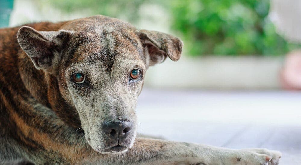 Hereditary cataracts