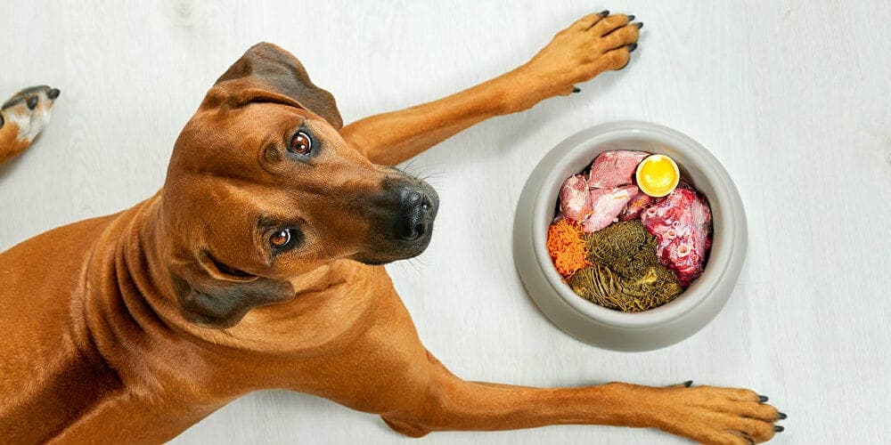 Feed them fresh foods