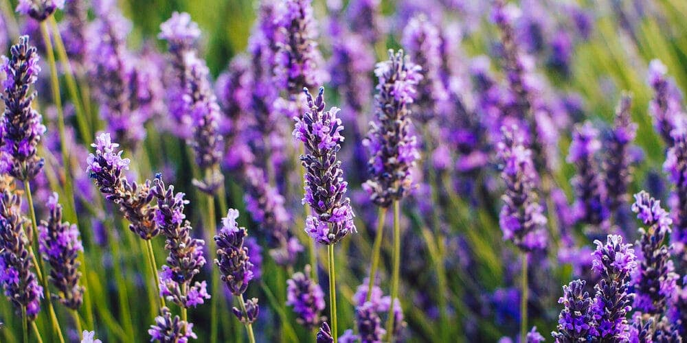 Plant some odor-absorbing plants