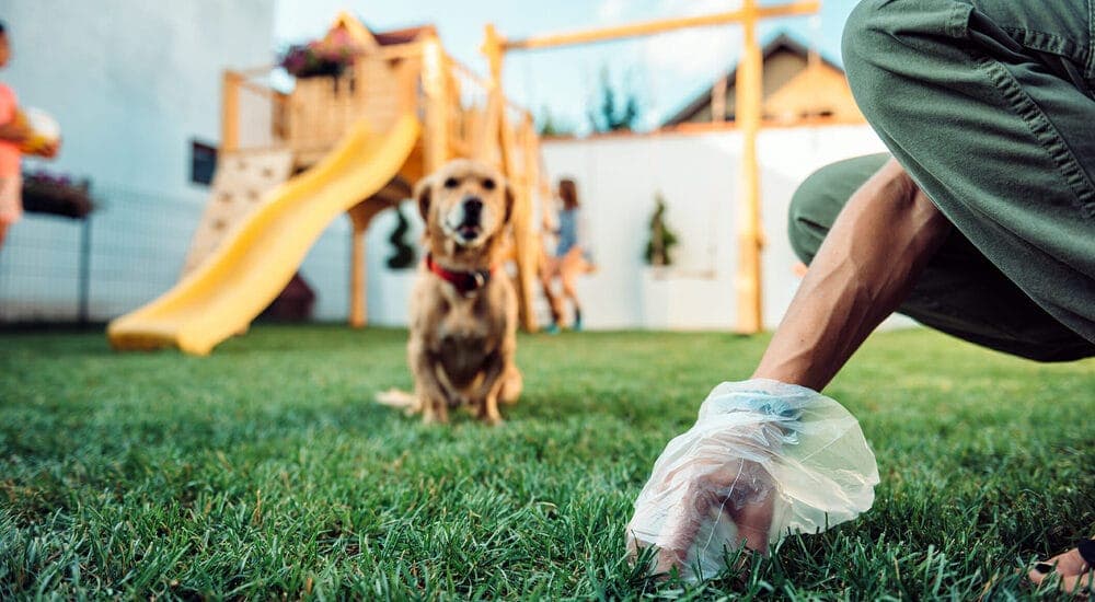 Pick up the poop regularly