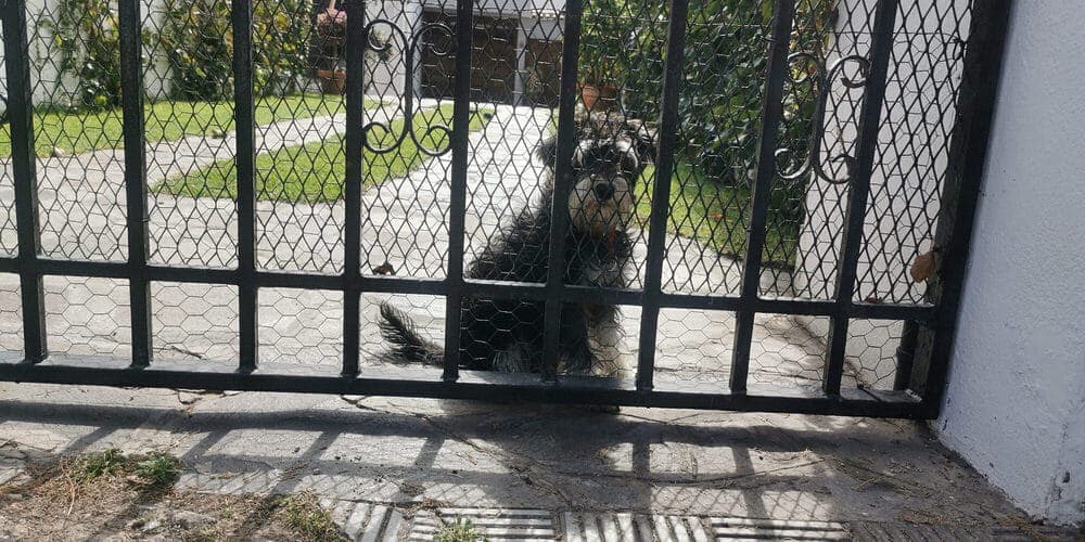 Use mesh wire / chicken wire