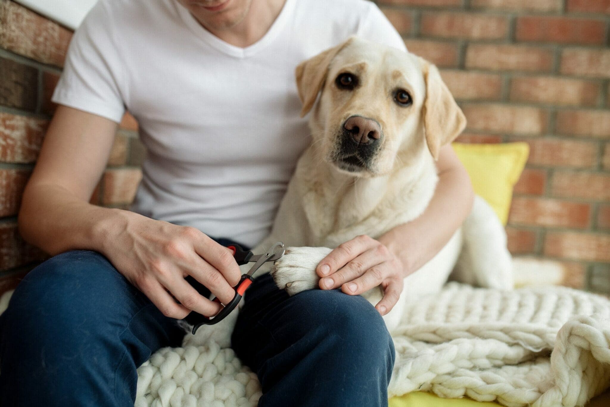 Trim your pet's nails regularly