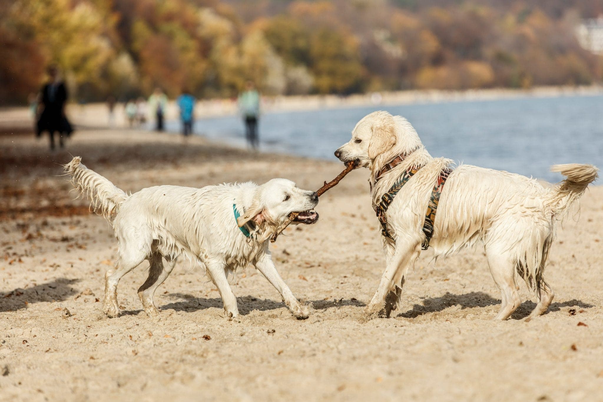 Boosts the immune system