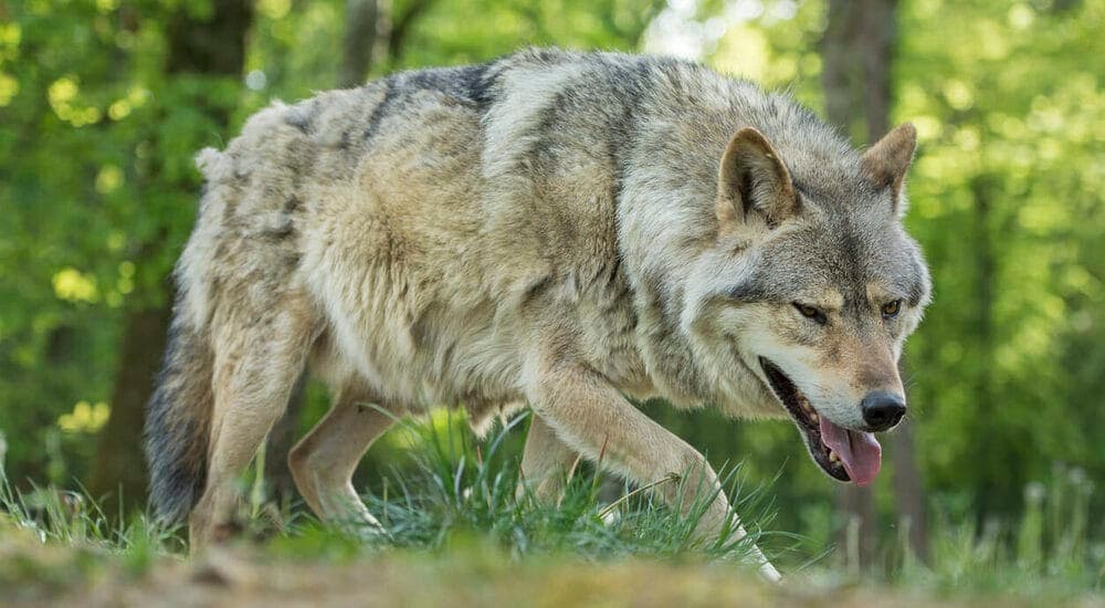 Instinctual Behavior