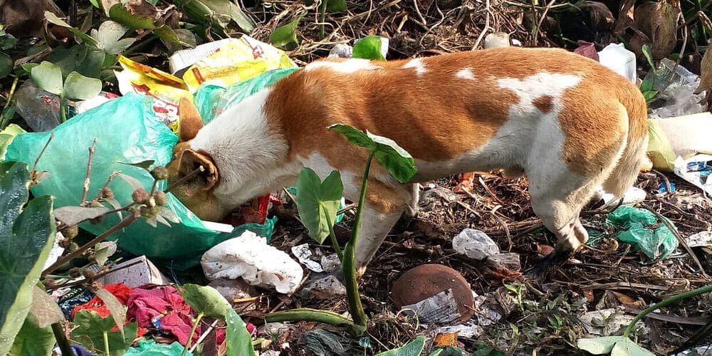 Ingestion of Harmful Substances