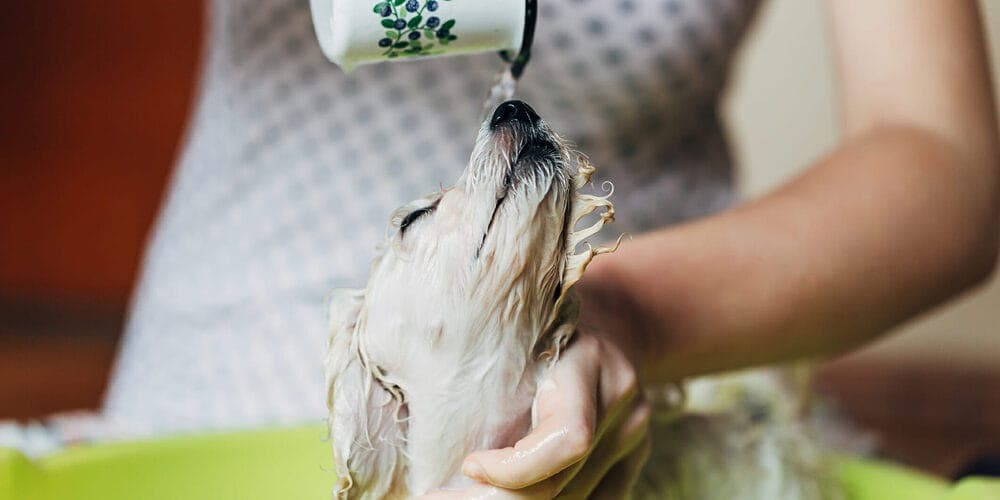 Method 3 - White Vinegar