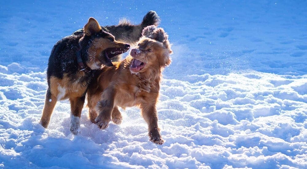 Licking other dogs blood