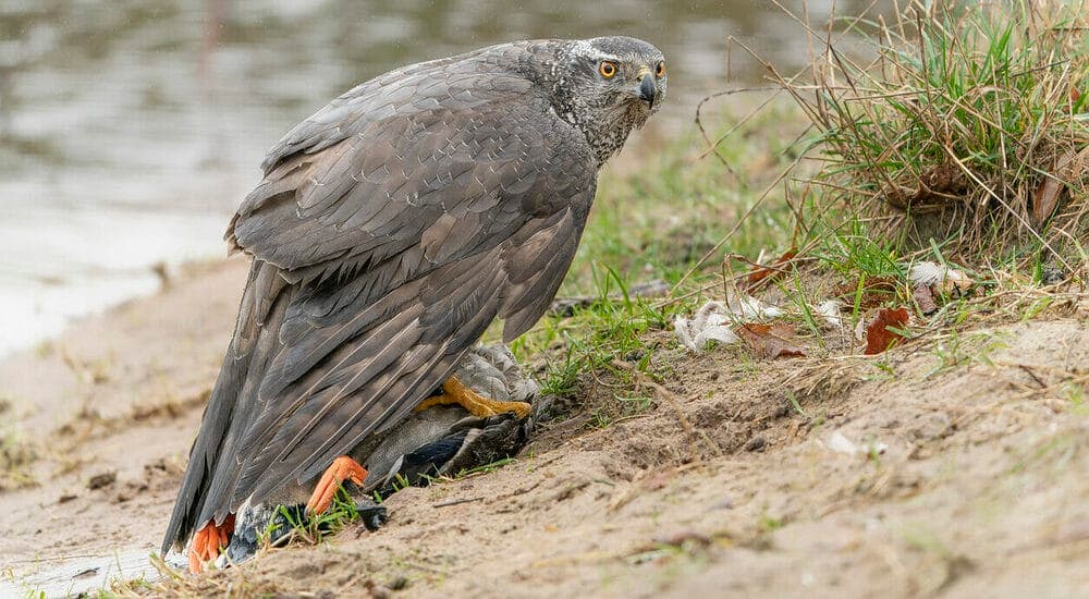 The Northen Goshawks