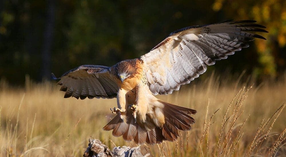 The Red-tailed Hawk