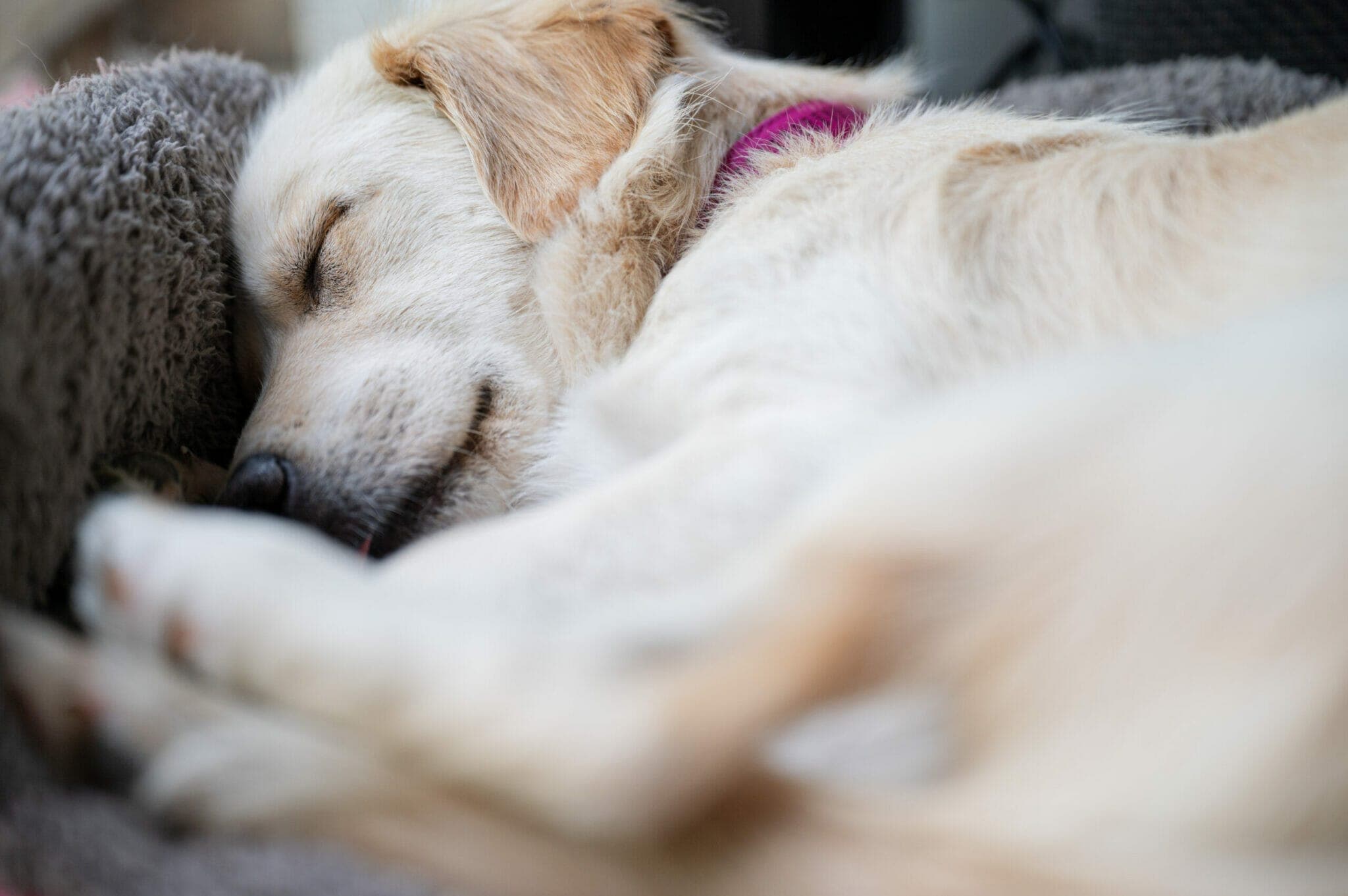 What are some possible explanations for why dogs might howl in their sleep?