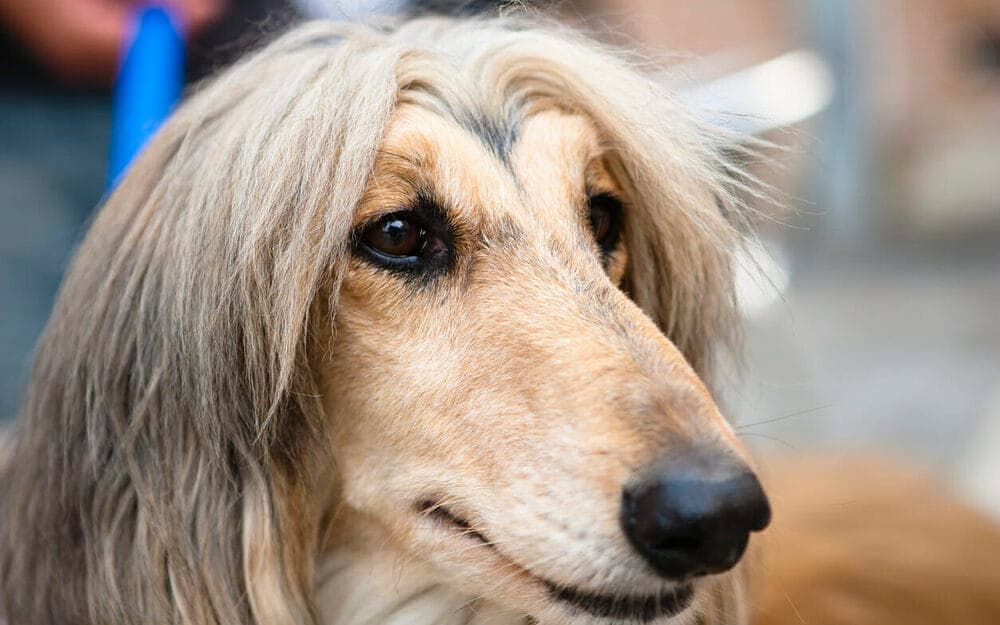Afghan Hounds