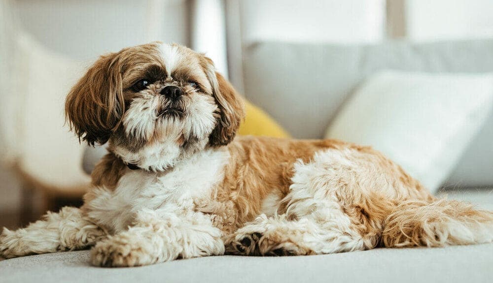 Shih-Tzus