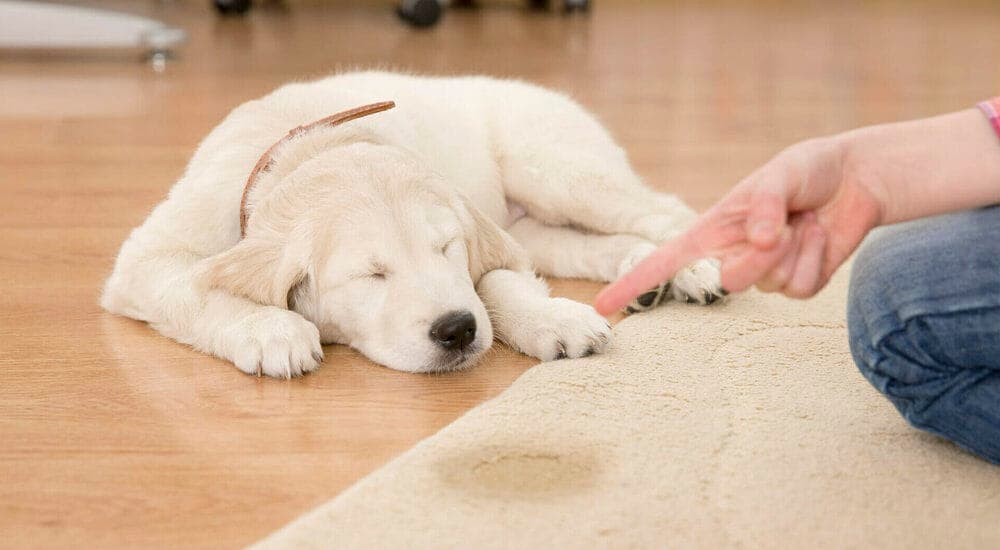 Does your puppy have a lot of accidents?