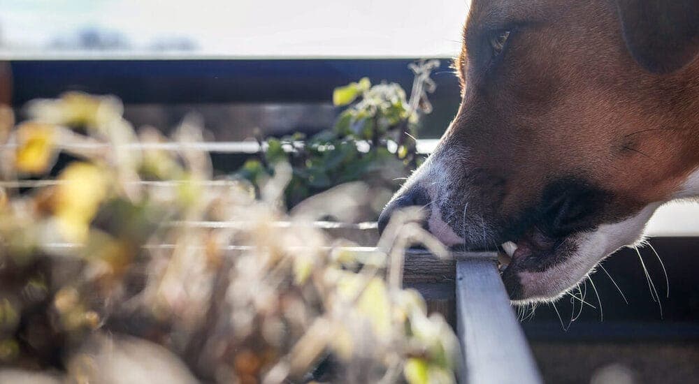 Obsessive Compulsive Disorder