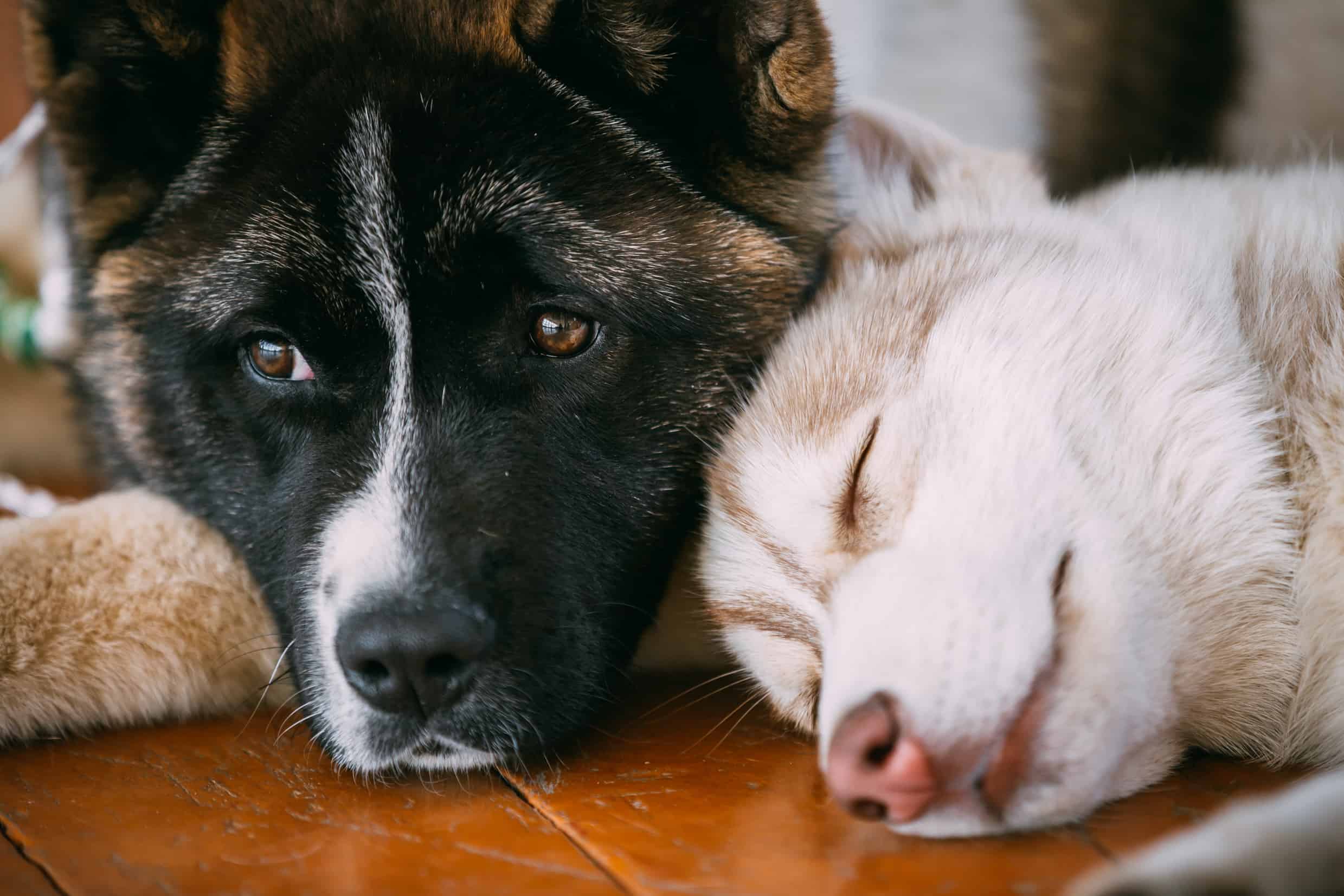 Akita vs husky: which breed is right for you?
