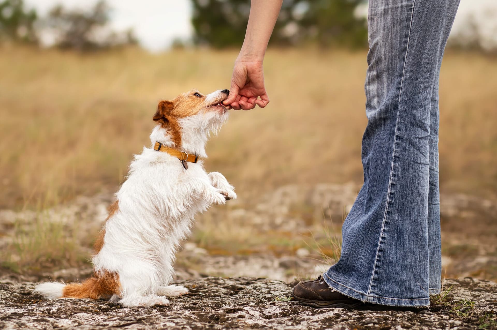 Are Freeze-Dried Liver Treats Bad For Dogs? (+ buyers guide)