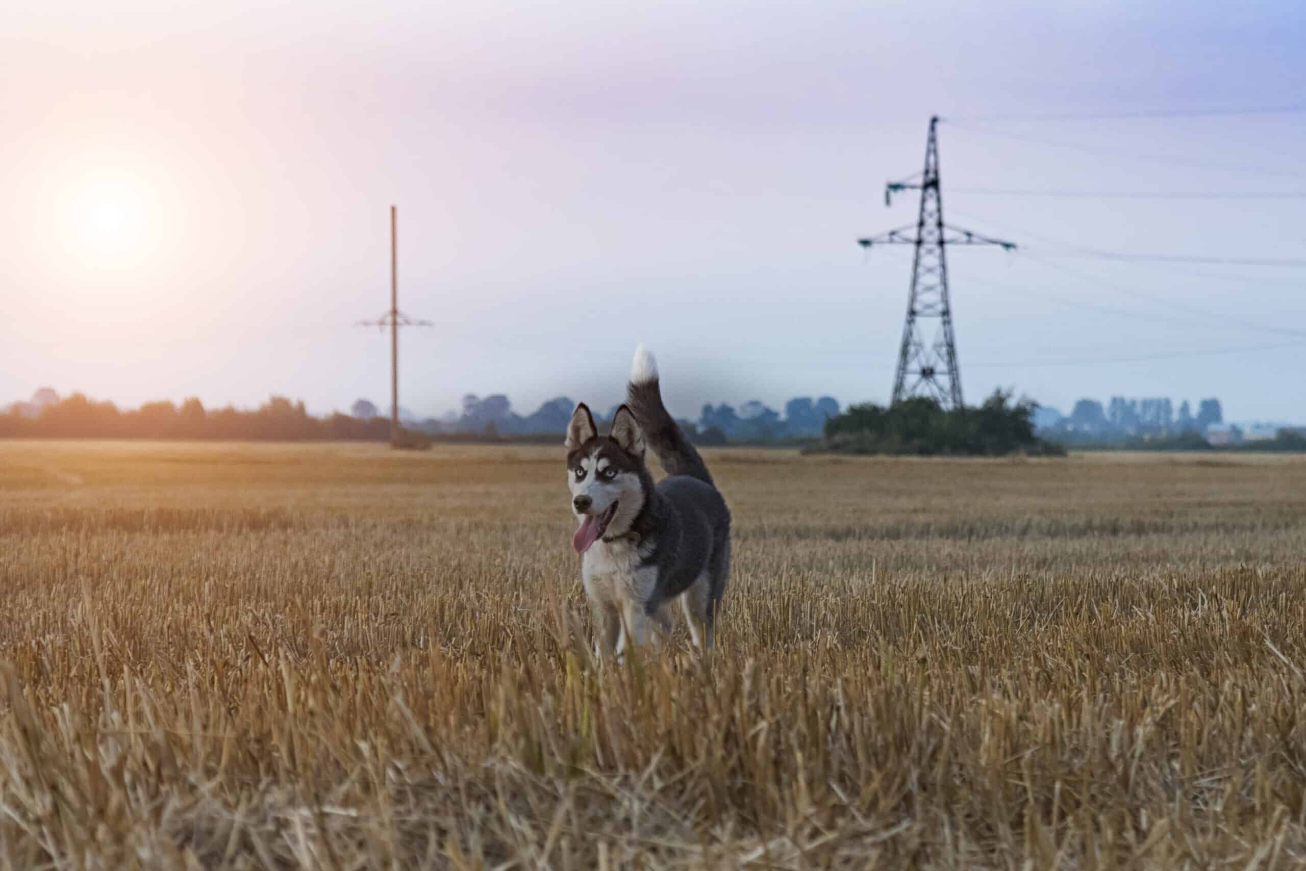 Are Huskies Good With Chickens? (Shocking Answer!)