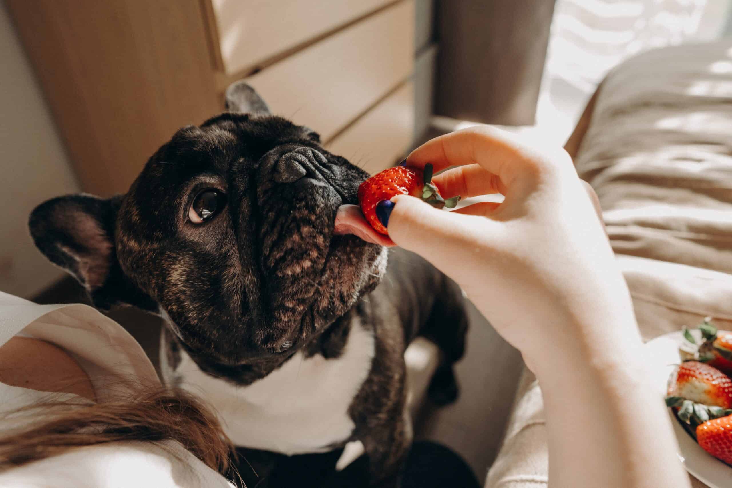 Are mock strawberries bad for dogs? (Complete Answer)
